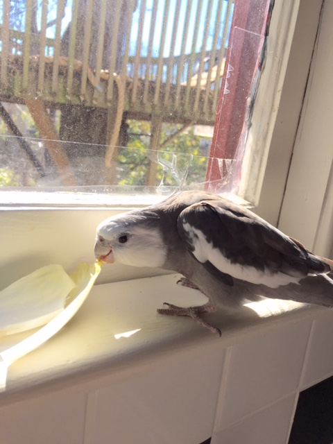 Okay, Endive, tell me a little bit about yourself. For instance, why do you want to apply to be my lunch?