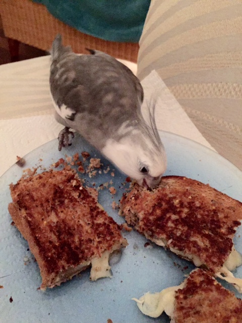 Step 2: offer delicious grilled cheese to the flock member with the most feathers (aka the "alpha flock member) for taste-testing.