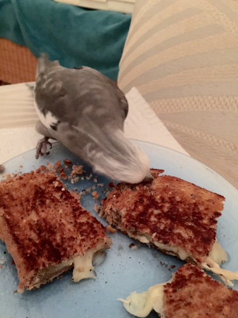 Step 1: prepare delicious grilled cheese.