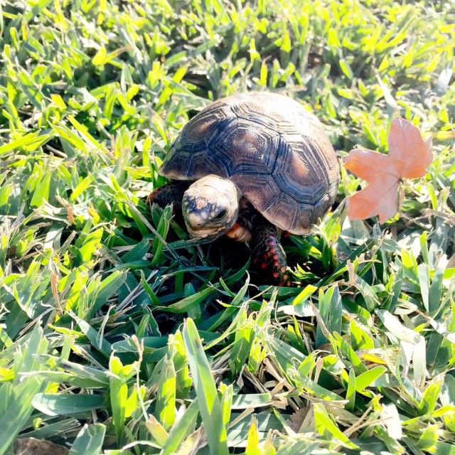 Well, you do have a point - she DOES look very happy out here on the lawn.
