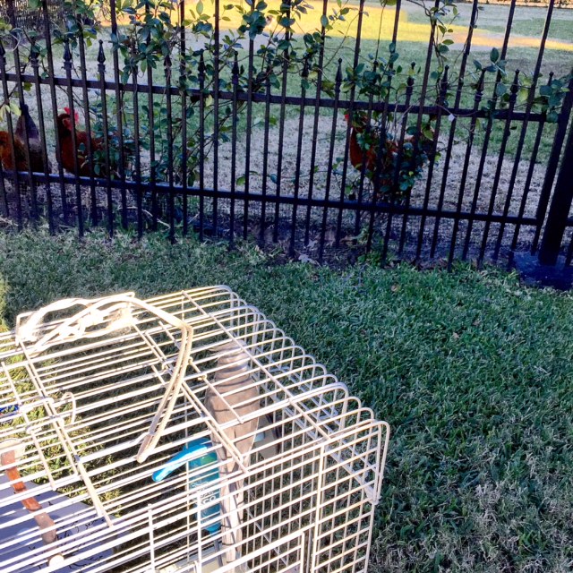 Well, that settles that - I've got flock greeting duties to take care of!!