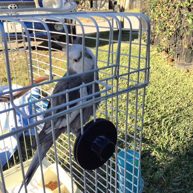 Mom, are you SURE the small shelled being needs to join us?