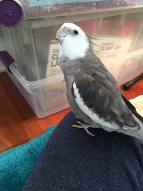 My feathers are equally fluffy on this side too!