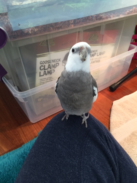 I have very fluffy breast feathers!