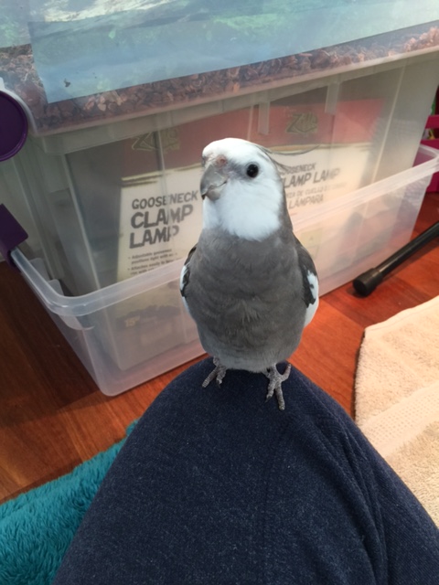 And did I mention I'm very cute?