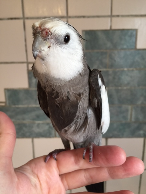 What happened to "parrot waffle breakfast?" Don't you need any 'help' with that today?