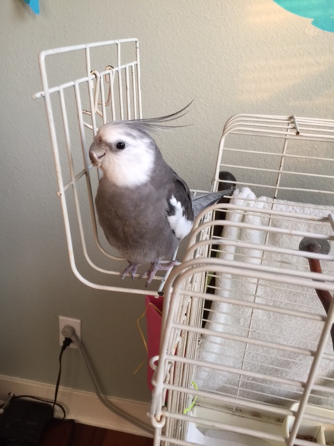 First, he deftly uses his sharp beak to remove your hard (untasty) outer shell.