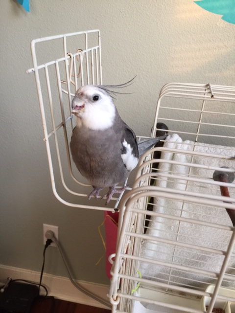 Next, he carefully positions you in his beak (this is still the pre-consumption phase). 