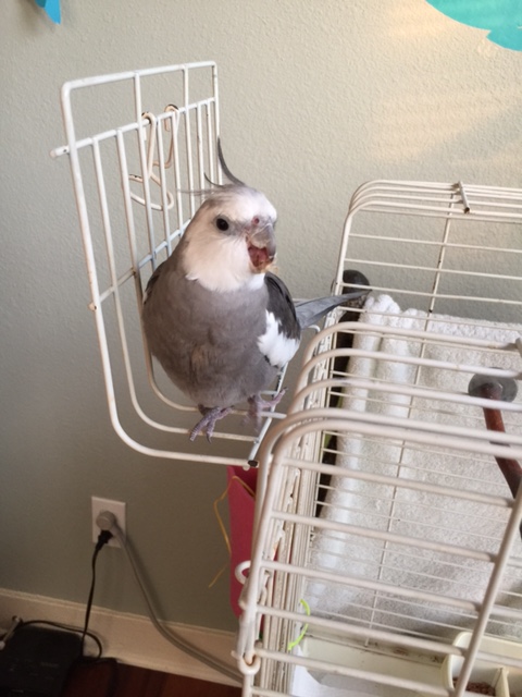 The Selector always pauses at this point to give the press time to get a shot of him with his "seeded" candidate.