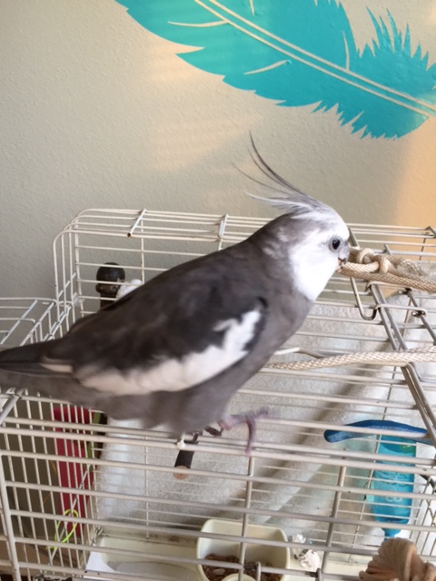 If your seedmates are lucky, the Selector will then decide he is full....at least for today. 