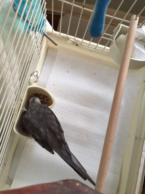 Here, the official Selector (with feathers) chooses a candidate for "seeding."