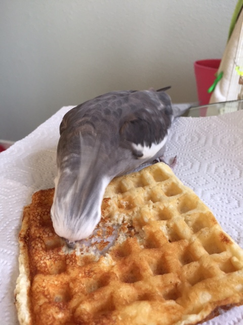 The key is to plunge your beak in at just the right point.