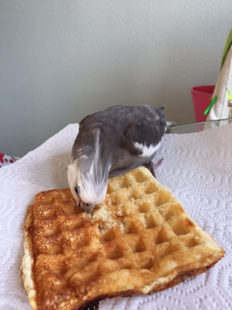When you can kill your own waffle, Mom, you can share mine.