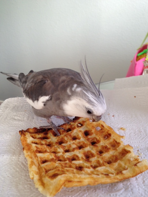 As I coolly and casually grip the waffle firmly with my talons.