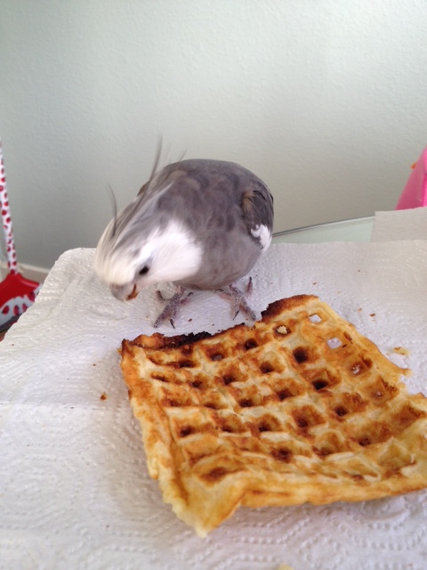 Don't worry waffle - anyone else who wants to consume you will have to come through me first.