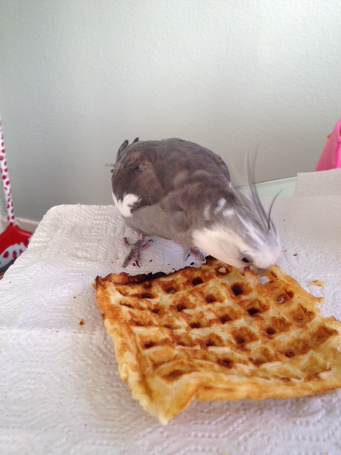 The moment they see my sharp claws and fearsome pointed beak, they will see how futile it is to try to poach you.