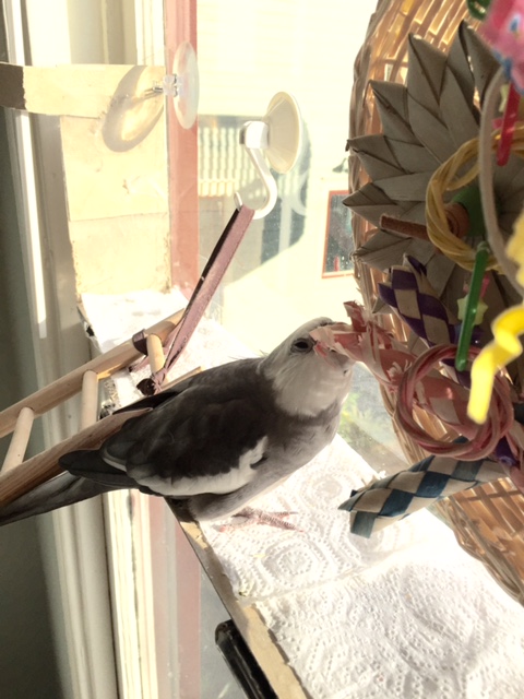 It's a good thing I have the kind of fine motor skills needed for such detail work.