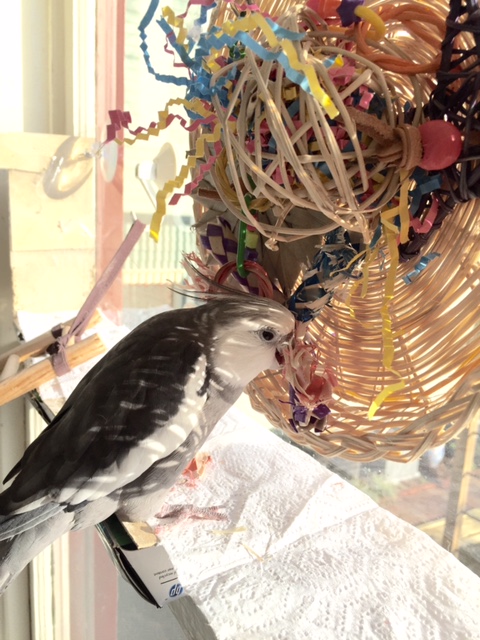 And now one pic of me hard at work - for the fans!