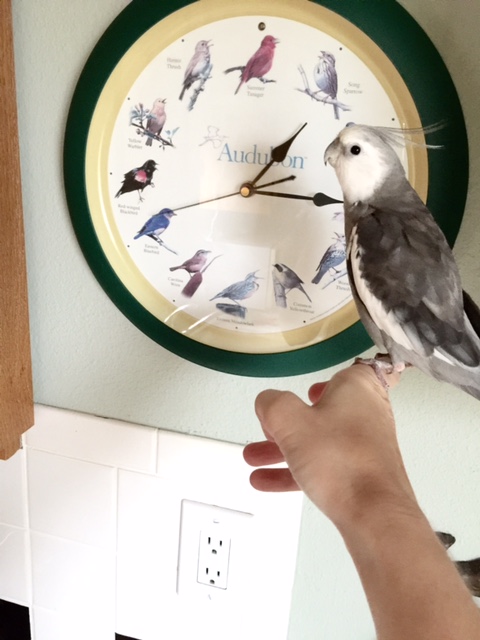 Speaking of which, my large featherless assistant will be your official "home tour" guide.