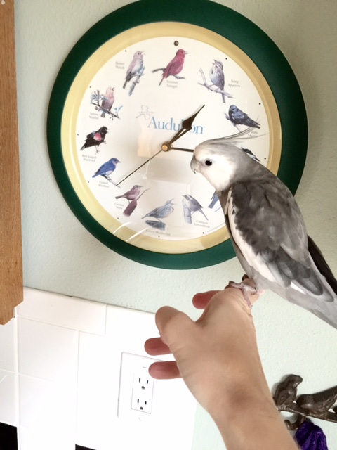 You're awfully lucky you are small and cute and have feathers like me, you know. The large featherless beings would never be able to pull this off.