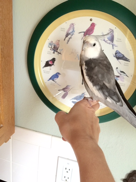 Mom, do you know anything about this? They said something about a being named "Elvis" and how much they enjoyed that home tour....