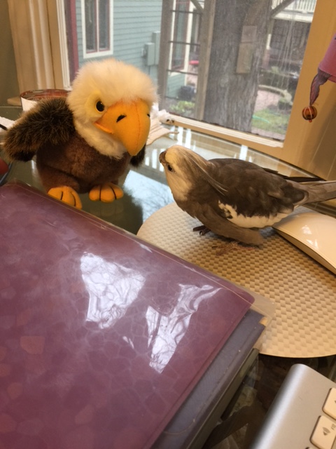 My name is Pearl. I am a feathery and.....what, you know who I am already? 