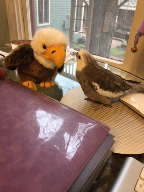 It is an honor to meet you, Mr. President Bald Eagle SIr.