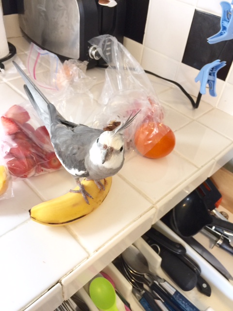 Haha! How do ya like them apples?!