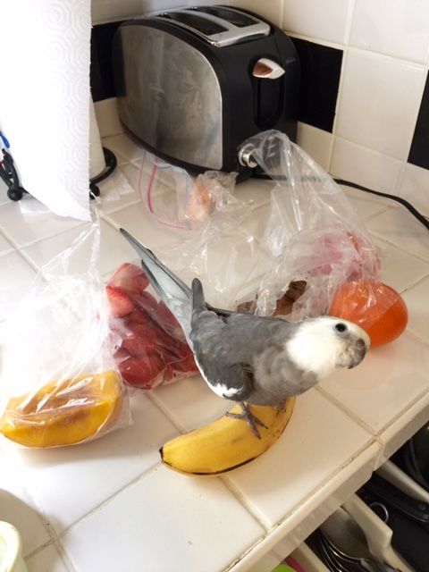 For the first photo, I was thinking we can showcase "cuteness" + hunting prowess.