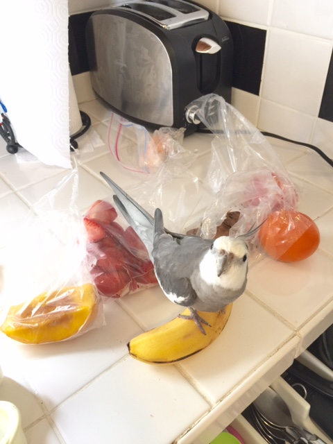 For this next photo let's highlight "featheriness" + hunting prowess (ladybirds dig hunting prowess).