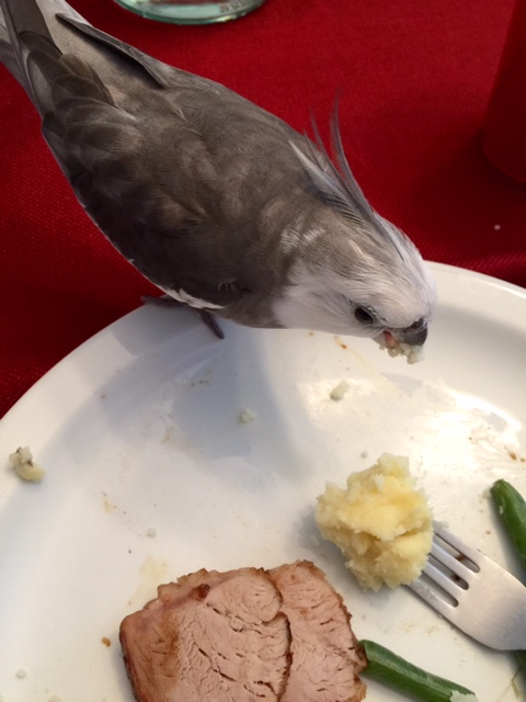 Wait a minute - I see something green. It looks tasty too.