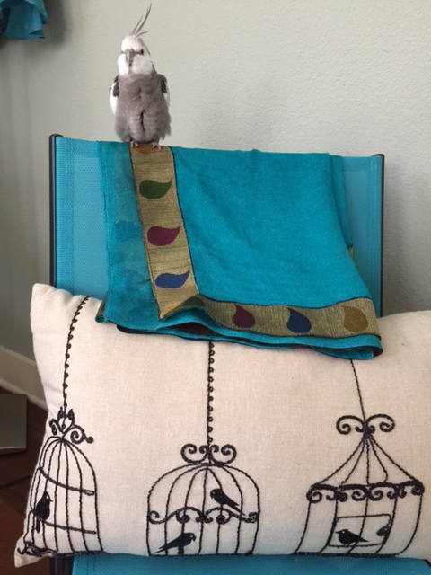 Best of all, as an "out of cage" feathered being, you can choose your very own large featherless assistant!