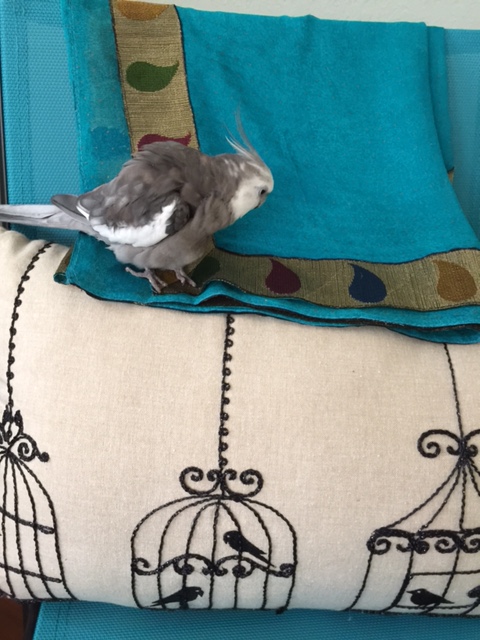 I see you are all quite attached to your cages. Congratulations for making the first step towards cafe-free living!