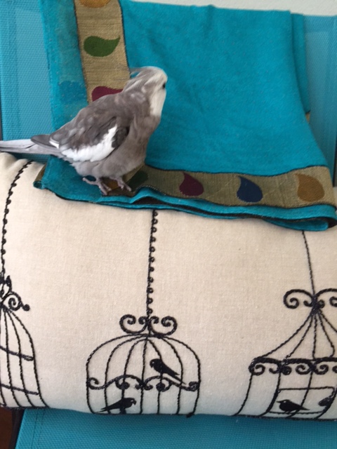 You can poop on or shred anything you want!