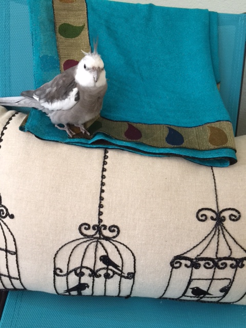 For example, when you live "out of cage," you can do modeling shoots and become famous and adored!