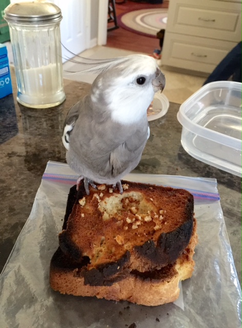  But I'm full, Mom. Why can't I just climb down?