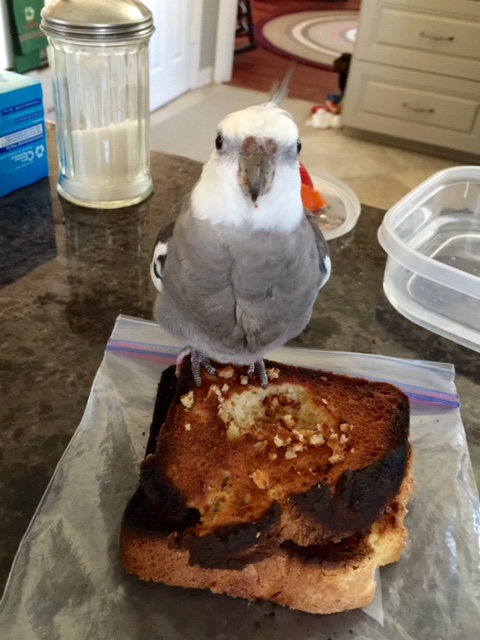 A "post-ingestion photo shoot?" To decide if I have what it takes to be a famous predator?