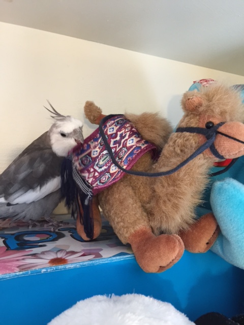 You don't have any feathers? I'm sorry! I'm not envying the brown fuzzy stuff, but this is colorful. Are these your wings?