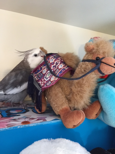 You don't have any wings? Why not?!