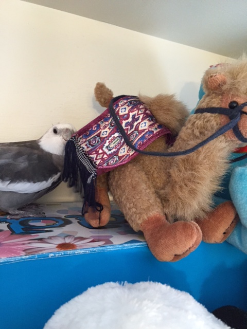 You're a "camel" so you got extra legs instead? Oh - okay - here they are. Alright. That's cool.