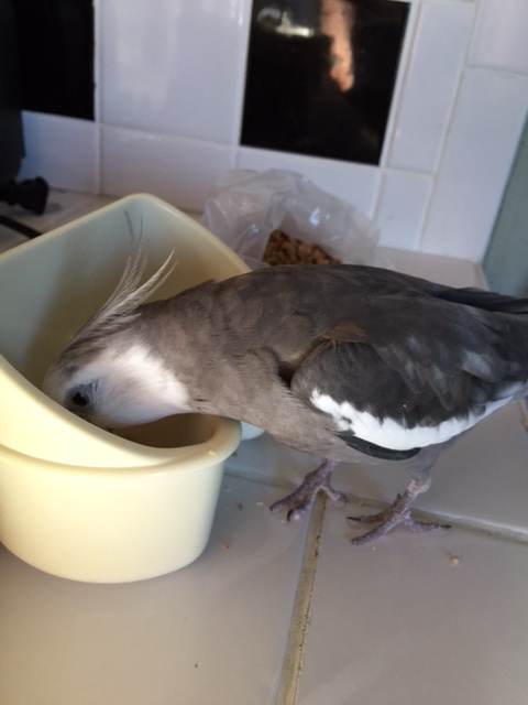 What's that you say? Your name is "sunflower seed?" And yours is "millet seed?" You must all be related - from the "seed" family I'm guessing.