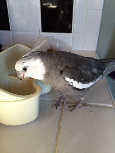 Well, hello there! How are you today? My name is Pearl. I'm a parrot. I'm feeling very hungry.