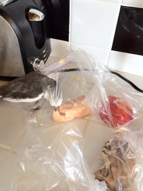 "Salmon?" A likely tale, seeing as how there's no water here. I must verify your story....this may pinch a bit.