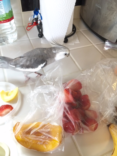 I have already spotted an applicant in need of grilling.