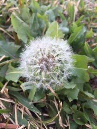 A dandelion, with its "Trojan horse" troops poised to disperse.