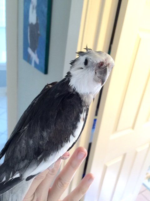 Notice how the model's crest and head feathers lift up and away from the neck line, like tiny brave warriors ready for lift-off.