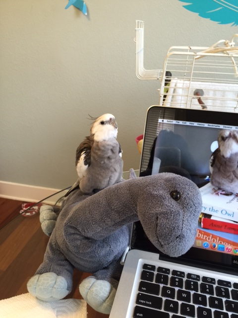 He says I also got all the "cuteness" genes - which is really good because prey will too busy 'oohing' and 'aahing' to notice I've pounced.