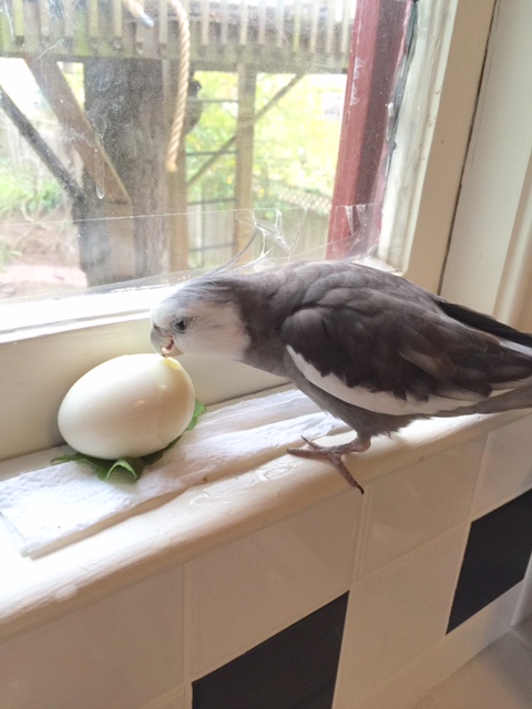 Hi. I'm Pearl, a great artiste (with feathers). 