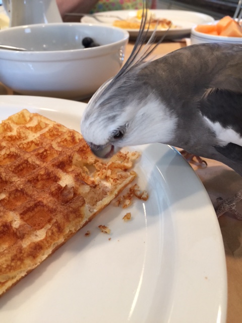 Oh, that's right - Waffle, I love you so much! 