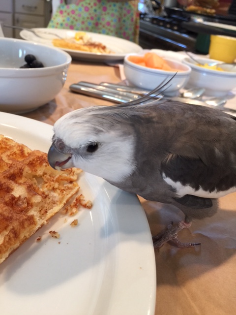 This looks so scrumptious - I'm so glad I thought to order ahead from the "Small Chef Bakery!"